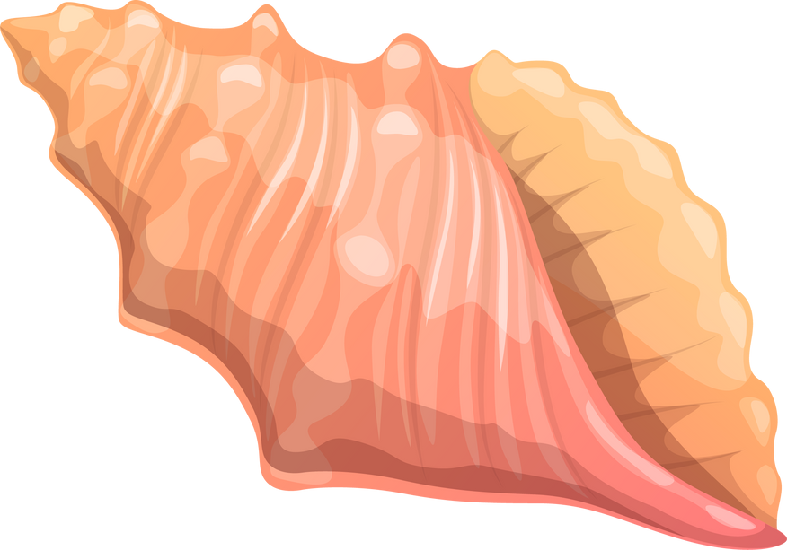 Sea Shell, Cartoon Vector Ribbed Cantharus Conch