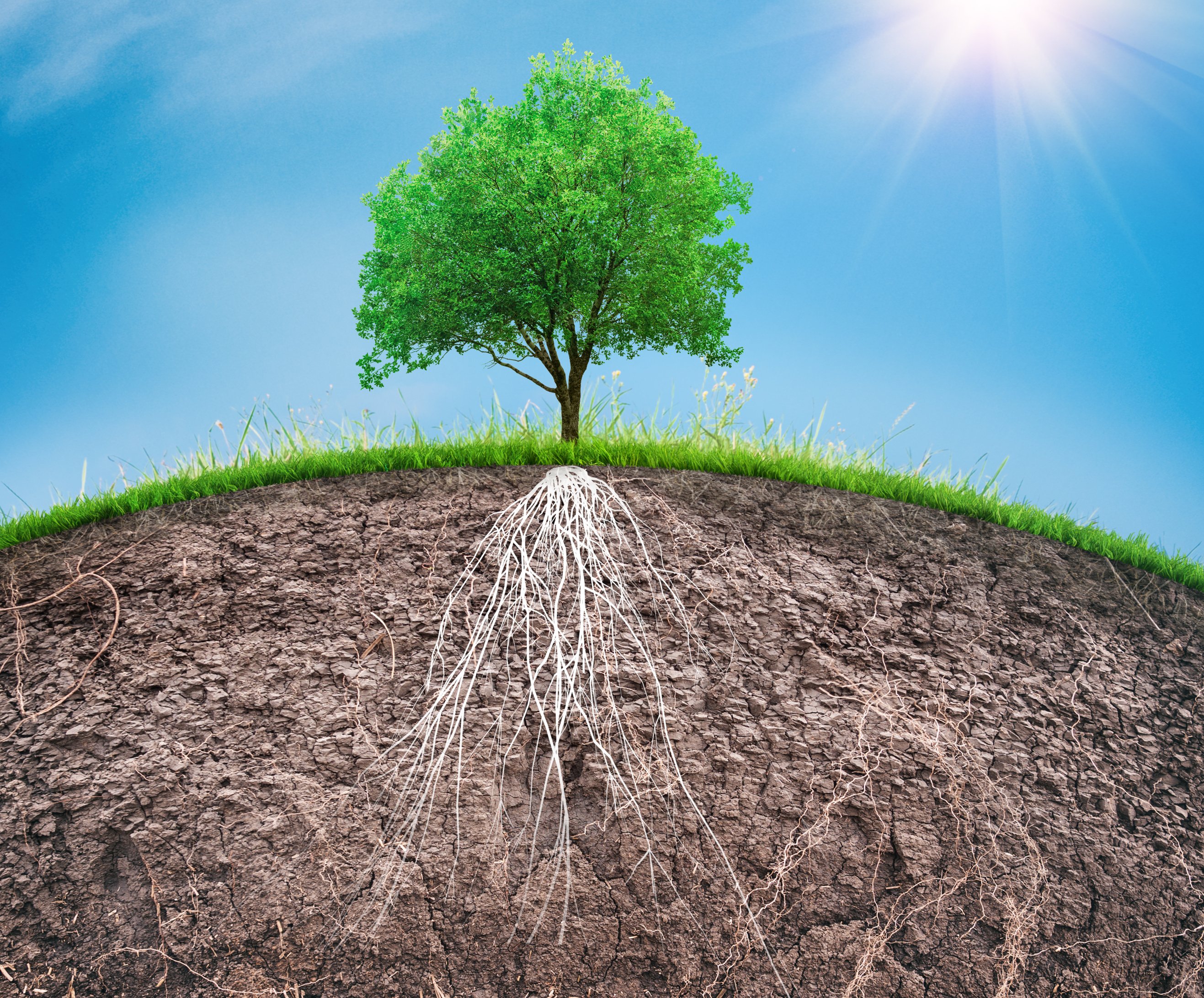 a tree and soil with roots and grass