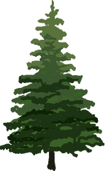 Pine Tree Illustration